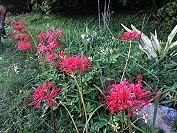 　進入九月，東引已見到紅花石蒜零星開花。（圖／文：陳其敏） 