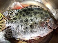 　變身苦。（圖／文：陳鵬雄）