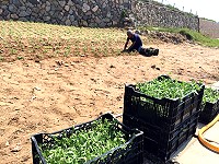 產發處在塘岐沙地展開月見草復育工作。(圖/文:陳鵬雄)