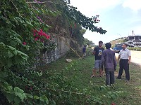 縣府產發處規劃先從福澳往清水段水泥擋牆進行300株6種顏色九重葛栽植。(圖:馬祖日報)