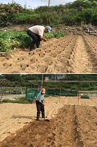 　&#22338;里農民開始整地播種，冬令三寶預定農曆年前採收上市。（圖／文：陳鵬雄）