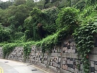 　綠色瀑布。（圖／文：陳鵬雄）