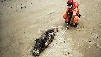第一○岸巡總隊於9月30日在北竿芹壁沙灘發現一隻已死亡露脊鼠海豚,因已嚴重腐敗,僅採集海豚牙齒作為學術研究,實施就地掩埋。(圖:馬祖岸巡總隊)
