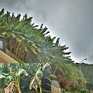 芭蕉適應力強,即使長在北疆東引也能結果纍纍。(圖/文:陳其敏)