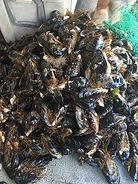 　馬祖淡菜出口銷量今年可望創新高，南北竿全年粗估超過50萬斤。（圖／文：陳鵬雄）