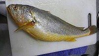 橋仔民眾夜釣一尾黃魚,誤以為是較便宜的春子魚,結果2萬元吃下肚。(圖:橋仔民眾提供)