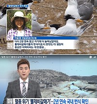　馬祖神話之鳥黑嘴端鳳頭燕鷗去年在韓國發現，當地媒體KBS電視台今年8月做了大幅報導。（圖：摘自YOUTUBE）