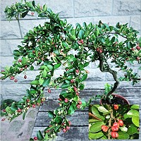 馬祖原生植物刺裸實,不但樹形優美,猶如心心相印般的鮮紅蒴果,更是玲瓏可愛。(圖/文:陳其敏)