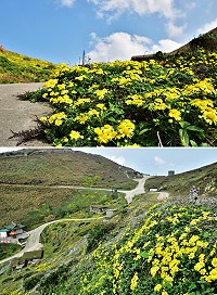 　粲粲黃菊花。（圖／文：陳其敏）