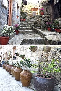 　花漾芹壁。（圖與文：陳鵬雄）