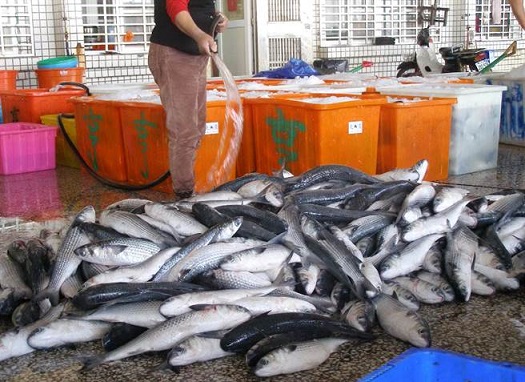野生烏魚隨冷氣團報到,肥美新鮮的「烏金」運抵梧棲漁港拍賣。(王文吉攝)