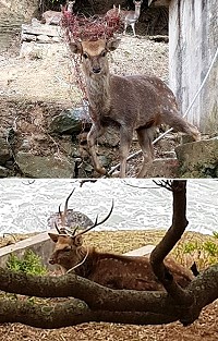 大坵島上兩頭公鹿鹿角上分別纏繞電線和漁網,產發處今天會派員登島清除。(圖:王江捷提供)