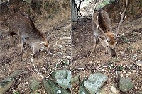 左圖:大坵島12日發現受電線與漁網糾纏2頭梅花鹿,1頭電線綁住梅花鹿角17日進行解除,右圖:解下鹿角電線脫困。(圖:連江縣政府產發處)