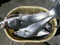 橋仔漁民定置網捕獲大型鱸魚,代表鱸魚季正式來到。(圖/文:陳鵬雄)