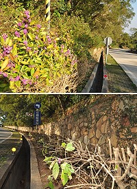 　為了整體環境景觀，南竿山線一整排紫珠遭「修剪」命運，民眾感到相當惋惜。（圖／文：馮紹夫）