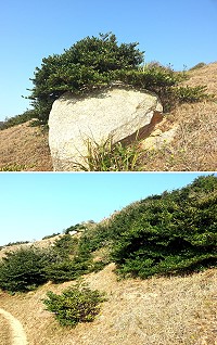 螺蚌山自然步道除了馬祖陡峭多變的地質景觀外,沿途的原生植物檳柃木在蒼風中挺立造型百變值得細細品味。(圖/文:陳鵬雄)