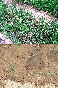 　塘岐菜園遭小狗闖入踐踏，即將收成的蔬菜被踩的亂七八糟。（圖／文：陳鵬雄）
