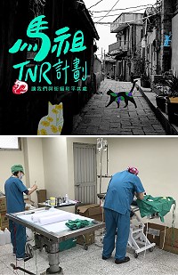 　馬祖街貓TNR計畫28日下午至31日上午在清水畜牧中心辦理，實施流浪貓隻絕育，可使牠們不再繁衍。（圖：The Cat Paradise「貓天堂」粉絲團、吳嘉榮）