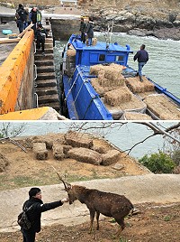 　產發處29日由台灣運進6000公斤牧草至大坵島，分批供應島上鹿群食用協助度冬。（圖／文：陳鵬雄）