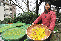 　開心農場採收野生油菊製作純天然花茶，冷飲熱飲兩相宜。（圖：開心農場、陳鵬雄）