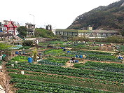 　怡園開心農場。（圖與文：陳鵬雄）