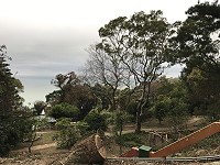 縣府產發處西莒道路綠美化工程修剪主幹道周邊樹木側枝及爬藤植物,把西莒變漂亮了。(圖/文:宋幸儒)