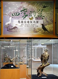 為呈現馬祖地區豐富自然生態,縣府文化處與產業發展處合作,於民俗文物館四樓特展室推出今年首展「四季羽翼-馬祖在地候鳥展」,展示各季節會出現的候鳥標本,相當珍貴。(圖/文:曹重偉)
