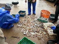 橋仔定置網整體漁獲每況愈下,今年漁民感受特別深刻。(圖/文:陳鵬雄)