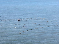 海水溫度下降,橋仔漁民開始海帶佈苗作業,預估今年4至5月收成。(圖/文:陳鵬雄)