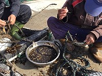 　產發處輔導地區漁民種植裙帶菜，107年若漁民有養殖需求，可再提供種苗。（圖：本報資料室）