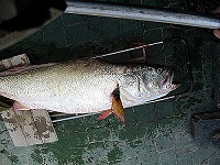 　黃唇魚因其魚鰾十分珍貴具藥用功能，近年來被兩岸漁民視為黃金魚。（圖：本報資料室）