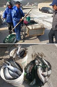烏魚洄游過境,北竿塘岐漁民連續多日大豐收。(圖/文:陳鵬雄)