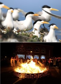 交通部觀光局2018台灣觀光新年曆活動,生態賞鷗暨海上看馬祖、馬祖擺暝文化祭列入95項最能代表台灣活動行列。(圖:交通部觀光局)