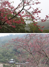 勝天公園、中山門往淨水廠路段櫻花已迫不及待地搶先綻放,展現粉紅獨特魅力。(圖/文:吳嘉榮)