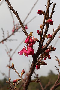 　全村一起來熱鬧！（圖與文：張登傑、陳樂團）