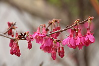 　全村一起來熱鬧！（圖與文：張登傑、陳樂團）