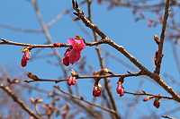 　全村一起來熱鬧！（圖與文：張登傑、陳樂團）