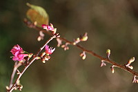 　全村一起來熱鬧！（圖與文：張登傑、陳樂團）