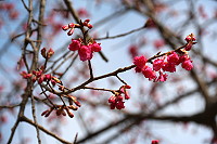 　全村一起來熱鬧！（圖與文：張登傑、陳樂團）