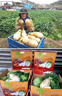 坂里三寶蔬菜陸續採收,三寶禮盒正在熱賣。(圖/文:陳鵬雄)