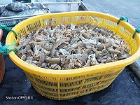 年關越近越搶手,北竿漁民捕獲蝦蛄經常在碼頭就被搶購一空。(圖/文:陳鵬雄)
