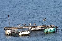 　春節近，東引中柱港已經看見渡冬黑尾鷗族群來報到，不過數量比往年少很多。（圖／文：陳其敏） 