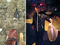 除夕前,清水海域附近出現3隻紅喉潛鳥,1隻死亡,產發處王明華夜間持回處內冰凍。(圖:王建華提供)
