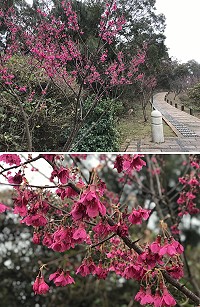 西莒的山櫻花陸續綻放,粉紅花蕊向下垂懸,好不嬌豔。(圖/文:宋幸儒)