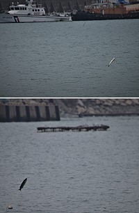 　回頭烏魚群游進東引中柱港，不時從水中竄出，凌空翻騰。（圖／文：陳其敏） 