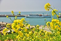 黃花迎春　圖與文：陳其敏