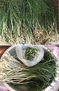 　西莒麥蔥現蹤，鄉親迫不及待尋找家鄉的好味道。（圖／文：宋幸儒）
