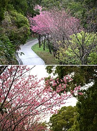 　橋仔懷恩道場櫻花盛開，現在賞櫻正是時候。（圖／文：陳鵬雄）