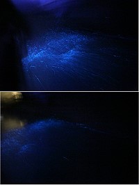 北海坑道夜間「藍眼淚」遊程3月起正式啟航,千萬不要錯過一生必看的奇幻美景。(圖:鐵仁休閒育樂)