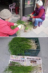 　麥蔥季節到，各島民眾紛紛結伴前往秘密基地拔麥蔥。（圖／文：陳鵬雄）